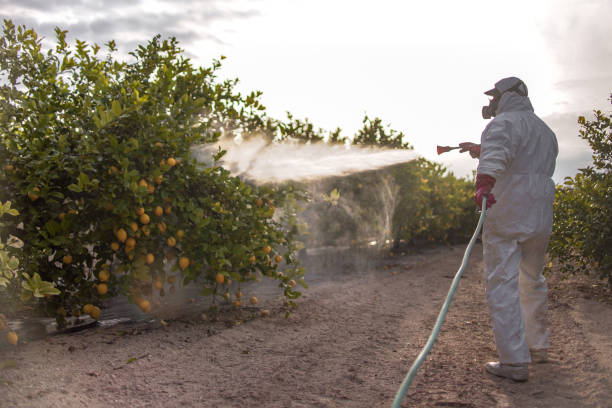 Best Termite Control Services  in Poplarville, MS