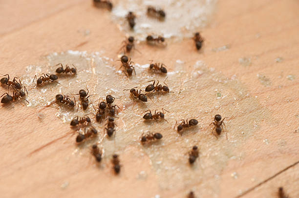 Best Ant Control Services  in Poplarville, MS